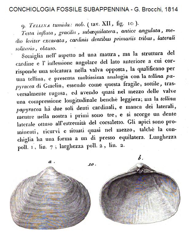 Leporimetis lacunosa ? aa. (NON Chem., 1782) Pliocene - Asti